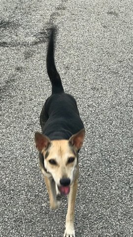 Girl - Mixed Breed Dog