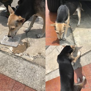 Girl - Mixed Breed Dog