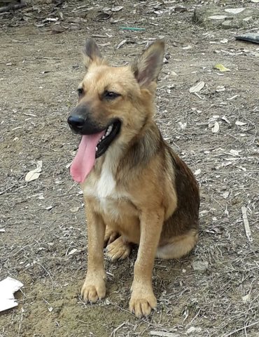 Joshua - German Shepherd Dog Mix Dog