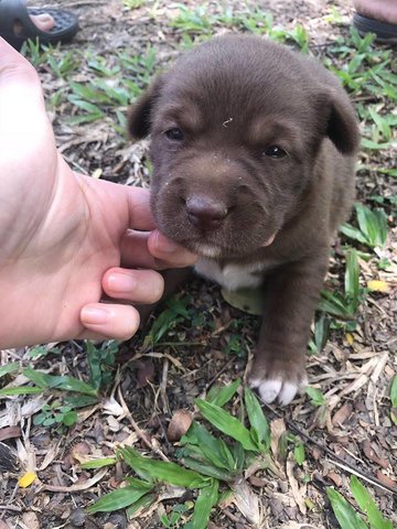 Multiple Puppies - Mixed Breed Dog