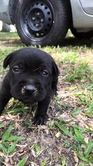 Despite being tiny, this boy boy is ready to protect his family!