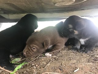 Currently staying under a car, will you give us a furever home?