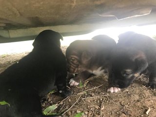 Multiple Puppies - Mixed Breed Dog