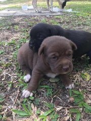 Multiple Puppies - Mixed Breed Dog