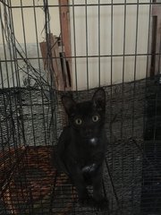 Cute Black Kittens - Domestic Short Hair Cat