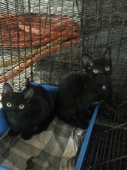 Cute Black Kittens - Domestic Short Hair Cat