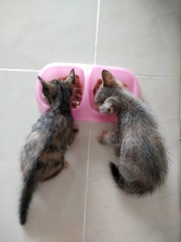 Kopi + Meimei - Domestic Short Hair Cat