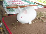 Baby Bunny Mix Natherland Dwaft - Netherland Dwarf + Lionhead Rabbit