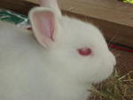 Baby Bunny Mix Natherland Dwaft - Netherland Dwarf + Lionhead Rabbit