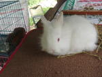 Baby Bunny Mix Natherland Dwaft - Netherland Dwarf + Lionhead Rabbit