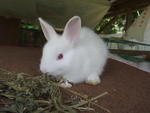 Baby Bunny Mix Natherland Dwaft - Netherland Dwarf + Lionhead Rabbit