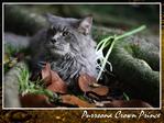 Crown Prince - Maine Coon Cat