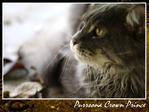 Crown Prince - Maine Coon Cat