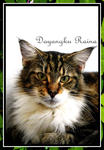 Dayangku Raina - Maine Coon Cat