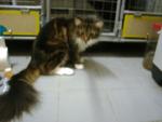 Dayangku Raina - Maine Coon Cat