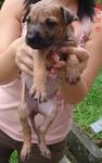 Puppies - Mixed Breed Dog