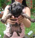 Puppies - Mixed Breed Dog