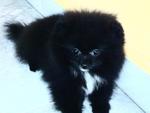 Pomeranian Puppy For Sales - Pomeranian Dog