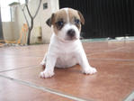 Blaze - Jack Russell Terrier (Parson Russell Terrier) Dog