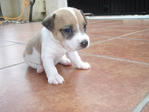 Blaze - Jack Russell Terrier (Parson Russell Terrier) Dog