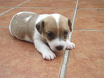 Blaze - Jack Russell Terrier (Parson Russell Terrier) Dog