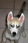 PF9036 - Siberian Husky Dog