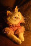 Chloe @--&gt;------ - Persian + Domestic Long Hair Cat