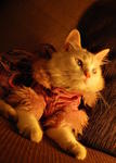 Chloe @--&gt;------ - Persian + Domestic Long Hair Cat