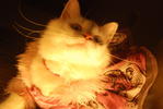 Chloe @--&gt;------ - Persian + Domestic Long Hair Cat