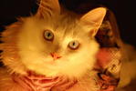 Chloe @--&gt;------ - Persian + Domestic Long Hair Cat