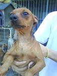 Mini Pincher For Adoption - Miniature Pinscher Dog