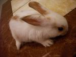 Tut Tut - Lionhead + Bunny Rabbit Rabbit