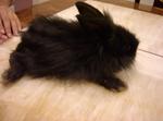 Flowie - Lionhead Rabbit