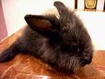 Bonnie - Lionhead Rabbit