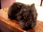 Bonnie - Lionhead Rabbit