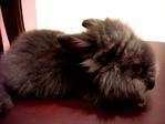 Bonnie - Lionhead Rabbit