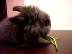 Bonnie - Lionhead Rabbit