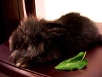 Bonnie - Lionhead Rabbit