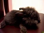 Bonnie - Lionhead Rabbit