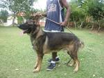 Saba - German Shepherd Dog Dog