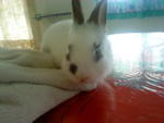 Mickie - Angora Rabbit Rabbit