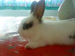 Mickie - Angora Rabbit Rabbit