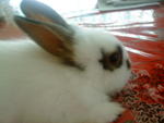 Mickie - Angora Rabbit Rabbit