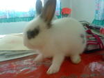 Mickie - Angora Rabbit Rabbit