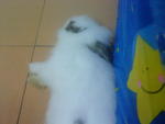 Mickie - Angora Rabbit Rabbit