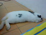 Mickie - Angora Rabbit Rabbit