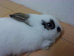 Mickie - Angora Rabbit Rabbit