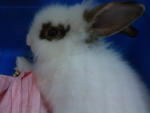 Mickie - Angora Rabbit Rabbit