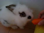 Mickie - Angora Rabbit Rabbit