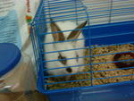 Mickie - Angora Rabbit Rabbit